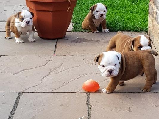 PoulaTo: Štenci buldoga na prodaju